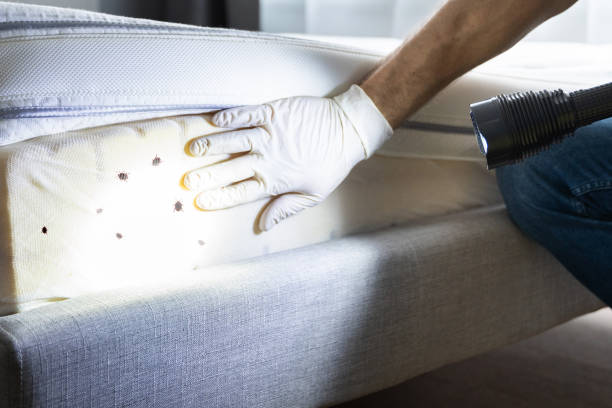 Best Mosquito Control Services  in Massac, KY
