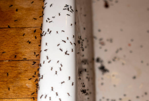 Best Bed Bug Extermination  in Massac, KY